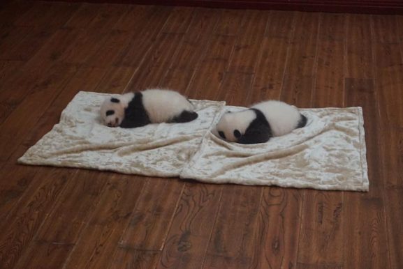 baby panda chengdu