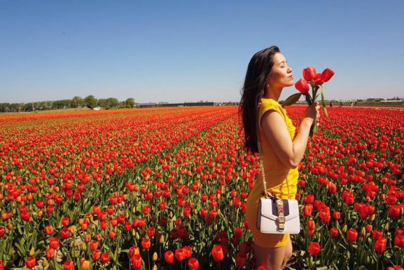 Tulip Field Holland